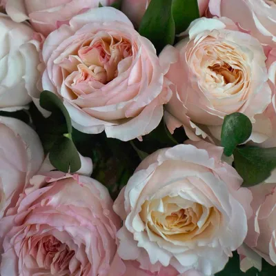 Букет розовых роз сорта Ревиваль | купить розовые розы