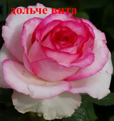 Букет из роз сорта Jumilia 60 см - КЛЕВЕР цветочная мастерская