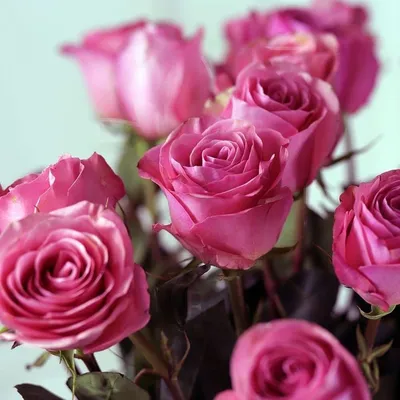 Купить монобукет из 51 нежно розовых роз eifloria сорта фрутетто 60 см  эквадор с атласной лентой, цены на Мегамаркет | Артикул: 600004586185