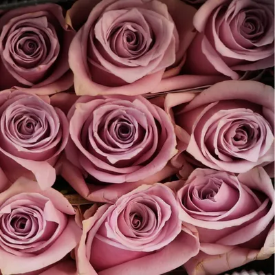 Букет из 15 роз сорта \"Frutetto\" (Эквадор, 50 см) - Доставка цветов в  Санкт-Петербурге | Весна - сеть цветочных магазинов