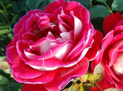 Букет из 25 розовых роз сорта Хермоза (Hermosa) купить с доставкой по  Минску - Acuba di Flora