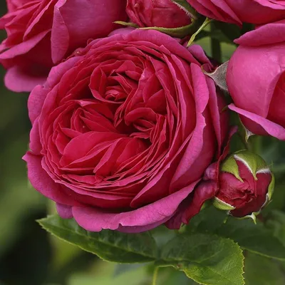Пионовидные розы: название, сорта с фото