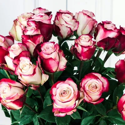 Купить Букет из 101 розовой розы сорта \"Pink mondial\" в Томске - доставка  цветов МАКИ
