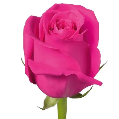 Сорта роз сиреневого, розового, фиолетового цвета, различные холодные и  теплые оттенки.