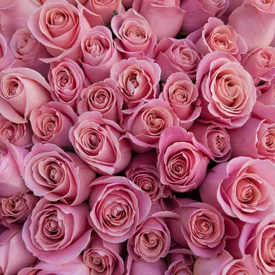 Красно-белые розы (Эквадор), сорт \"Свитнесс\" - м-н \"Свежие розы Пермь\"