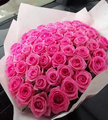Розовые розы цветы фото фотографии