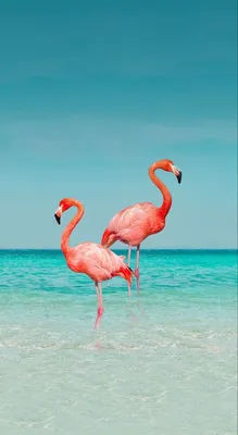 Розовый фламинго фото обои фотографии