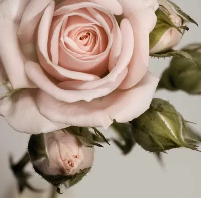 Морозные розы чайного цвета на …» — создано в Шедевруме