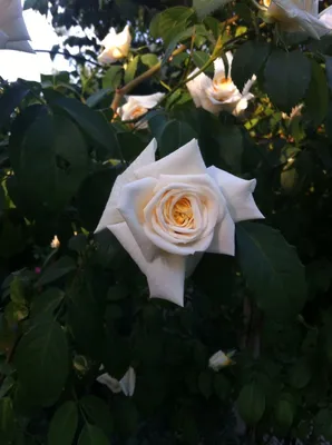 Розы и букеты из роз чайного цвета