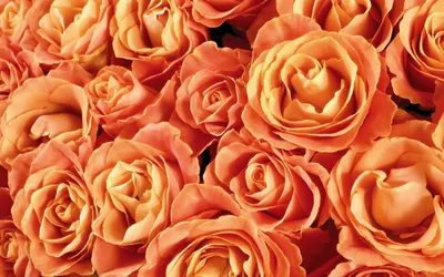 Букет роз чайного цвета брошен на …» — создано в Шедевруме