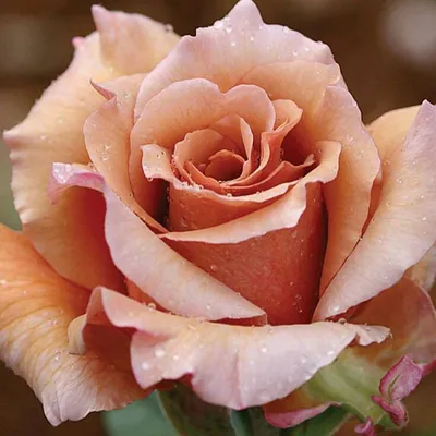 Чайная роза цвет (71 фото)