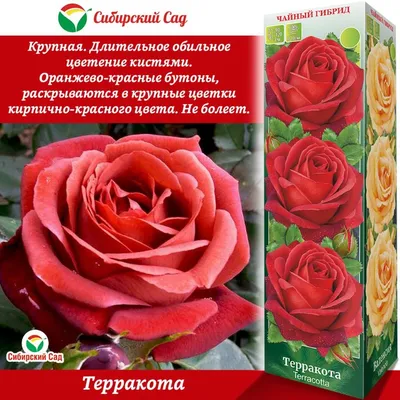 Купить саженцы роз в интернет магазине \"Клумба роз\"