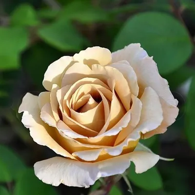 Символическое значение цвета роз: кому какие дарить? - статьи  интернет-магазина «Доставка цветов».