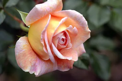 Пионовидные Розы - купить в Москве букеты из пионовых роз с доставкой по  низким ценам - заказать розовые пионообразные цветы