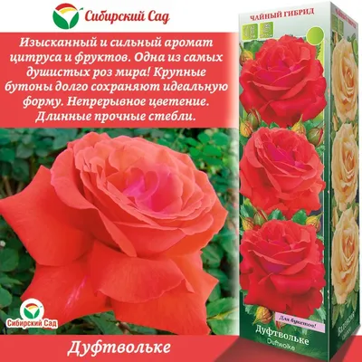 Чайные розы в Москве 🌼 купить букет из роз чайного цвета онлайн с  доставкой | Флористическое кафе VioletFlowers 🌷