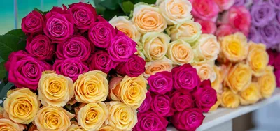 10 невероятно красивых сортов чайных и чайно-гибридных роз | В цветнике  (Огород.ru)