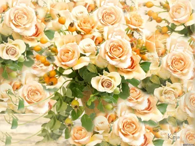 Пионовидные Розы - купить в Москве букеты из пионовых роз с доставкой по  низким ценам - заказать розовые пионообразные цветы