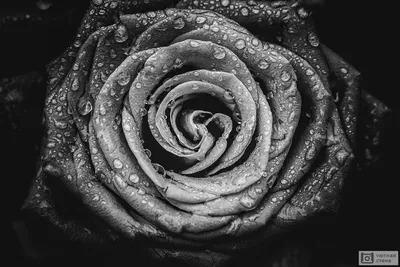 Черно-белые фотографии розы в воде Stock Photo | Adobe Stock