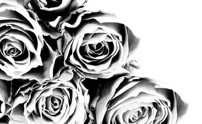 Картина Черно-белые розы. Размеры: 60x60, Цена: 28770 рублей Художник  Тарасова Анна