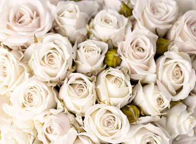 Фотообои Черно-белые розы (ID#162291876), цена: 18 руб., купить на Deal.by