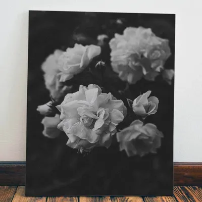Фотообои черно-белые розы, артикул 0130552