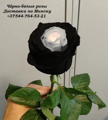 Черно-белые тату наклейки Розы