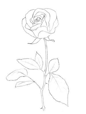 Чёрно-белые розы, Радужные розы