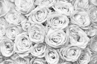 Купить фотообои Чёрно-белые розы на стену: цены, фото, каталог -  интернет-магазин «LIKE»