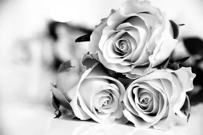Схема вышивки «черно белые розы» (№240576) - Вышивка крестом