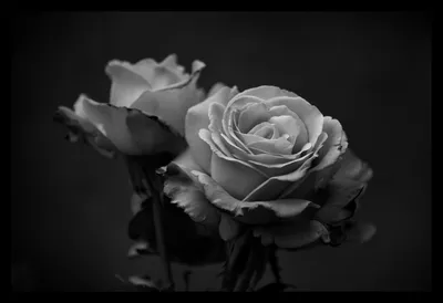 Черно-белый торт «Розы черные и белые»