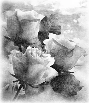 Завяли Белые Розы На Темном Фоне Крупным Планом Чернобелые — стоковые  фотографии и другие картинки Белый - iStock