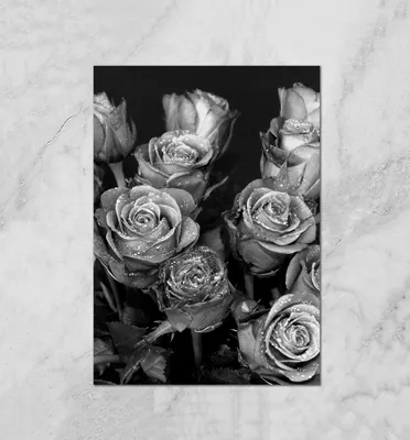 Роза чёрно белая - фото и картинки: 53 штук