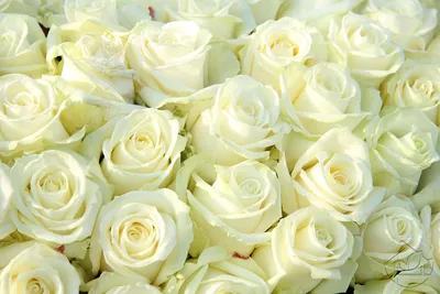черно-белая роза, силуэт розы, роза, белый, лист, клипарт png | PNGWing