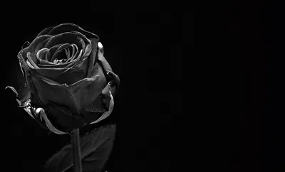 Роза черно белая (55 фото) »