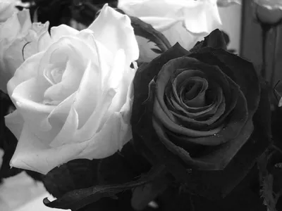 черно белые розы обои, черно белая картинка розы, Роза, цветок фон картинки  и Фото для бесплатной загрузки