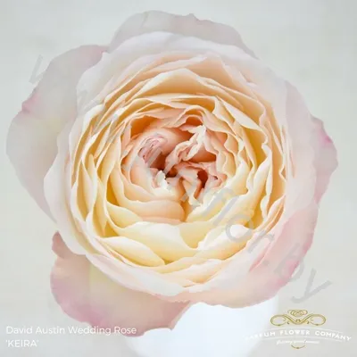 Букет 17 Кофейных пионовидных роз (розы Девида Остина) - Luxury Roses Спб