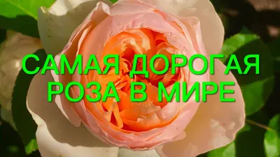 Купить садовая роза дэвида остина rose dav austin keira по цене 16 Br в  интернет-магазине Юнифлор