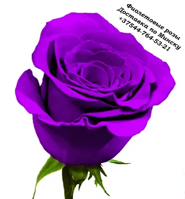 Фиолетовые розы on Craiyon