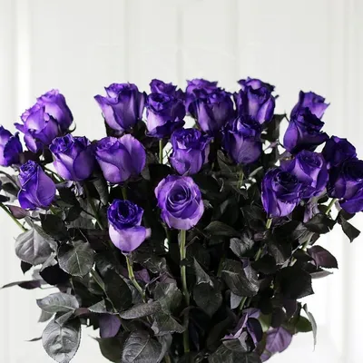 Букет 25 фиолетовых роз (Premium) купить с доставкой в СПб