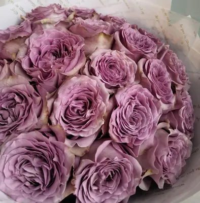 Розово-фиолетовые розы в коробке от 19 шт. за 6 590 руб. | Бесплатная  доставка цветов по Москве