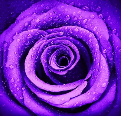3D Фотообои «Фиолетовая роза с каплями» - купить в Москве, цена в  Интернет-магазине Обои 3D