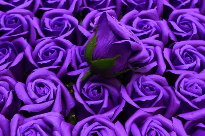 Светло сиреневые розы (41 фото) - 41 фото