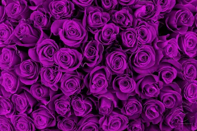 Фотообои Розы \"Фиолетовые розы\" - арт 0120015087 | Купить в  интернет-магазине Фото в дом