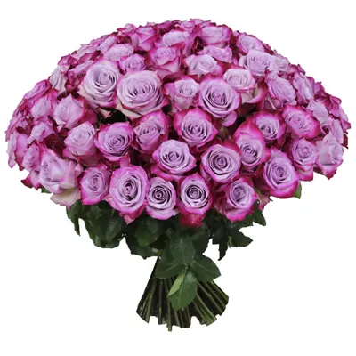 Фиолетовые розы киев. Букет с фиолетовых роз купить киев. Красивый букет роз  фиолетового цвета. Роза Кения