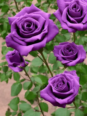 Трио «люкс» фиолетовые розы в колбе в подарочной коробке /32 см, артикул  F1200234 - 11758