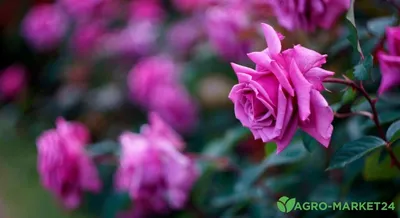 51 розовая и фиолетовая роза по цене 12577 ₽ - купить в RoseMarkt с  доставкой по Санкт-Петербургу