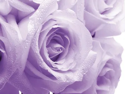 Фиолетовые розы купить с доставкой в Краснодаре - 100% лучшая цена!