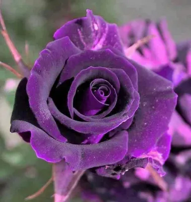 15 фиолетовых роз 50 см. купить с доставкой в Барнауле за 3 015 руб.