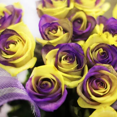 Фиолетовые розы с прозрачными …» — создано в Шедевруме