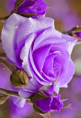 Кремово-фиолетовый микс кустовой розы и эустомы | купить недорого |  доставка по Москве и области | Roza4u.ru